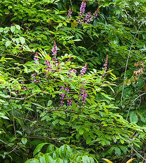 Tree with purple flowers, Caquet&aacute;, Colombia Remote shot taken from the river. Tribe Diocleae. Amazon,Caquet&aacute;,Colombia,Colombia 2022,Geotagged,Peregrinos,South America,Winter,World