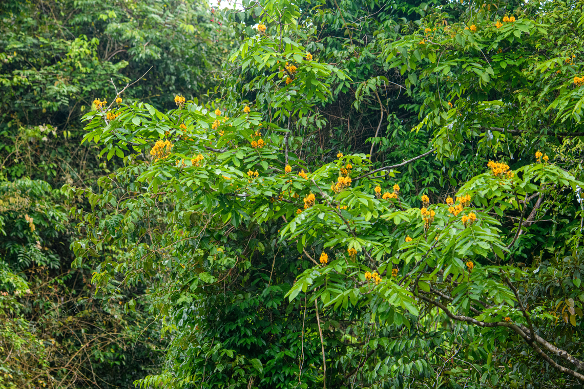 Tree with yellow flowers, Caquetá, Colombia Remote shot taken from the river. Senna sp. Amazon,Caquetá,Colombia,Colombia 2022,Geotagged,Peregrinos,South America,Winter,World
