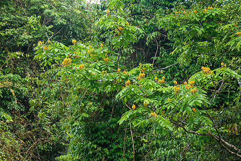 Tree with yellow flowers, Caquetá, Colombia Remote shot taken from the river. Senna sp. Amazon,Caquetá,Colombia,Colombia 2022,Geotagged,Peregrinos,South America,Winter,World