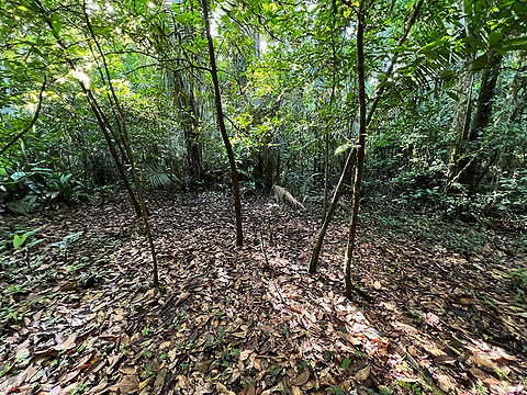 Devil's Garden, Caquetá, Colombia We were attending a path long abandoned, requiring lots of machete action to move forward. When we saw this unexpected clearing in the forest, we recognized it from an earlier trip as to be a Devil's Garden. The thin trees in the middle host a species of ant that will poison any seedlings in the immediate surroundings. In return, the tree provides shelter and food for the ants. Caquetá,Colombia,Colombia 2022,Duroia hirsuta,Geotagged,Peregrinos,South America,Winter,World