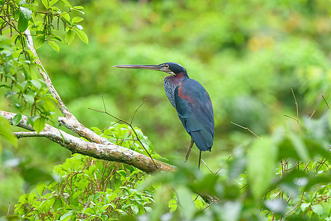 Agami Heron, Caquetá, Colombia A very secretive heron that is rarely seen. For some reason we do keep finding it, which I guess is a matter of luck as well as being in the right place.
https://www.jungledragon.com/image/144203/agami_heron_-_perched_caquet_colombia.html Agami Heron,Agamia agami,Amazon,Caquetá,Colombia,Colombia 2022,Geotagged,Peregrinos,South America,Winter,World