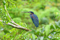 Agami Heron, Caquetá, Colombia A very secretive heron that is rarely seen. For some reason we do keep finding it, which I guess is a matter of luck as well as being in the right place.<br />
https://www.jungledragon.com/image/144203/agami_heron_-_perched_caquet_colombia.html Agami Heron,Agamia agami,Amazon,Caquetá,Colombia,Colombia 2022,Geotagged,Peregrinos,South America,Winter,World