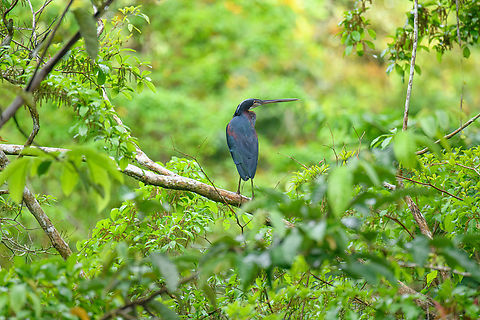 Agami Heron - perched, Caquet&aacute;, Colombia A very secretive heron that is rarely seen. For some reason we do keep finding it, which I guess is a matter of luck as well as being in the right place.
https://www.jungledragon.com/image/144202/agami_heron_caquet_colombia.html Agami Heron,Agamia agami,Amazon,Caquet&aacute;,Colombia,Colombia 2022,Geotagged,Peregrinos,South America,Winter,World