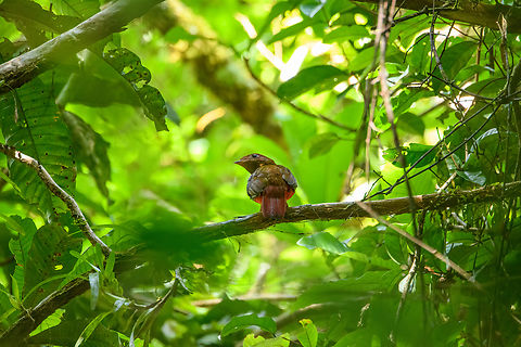 Black-necked red cotinga - female perched, Caquet&aacute;, Colombia One day after finding the male of the species, we also found the female.
https://www.jungledragon.com/image/144206/black-necked_red_cotinga_-_female_caquet_colombia.html
Male:

https://www.jungledragon.com/image/144073/black-necked_red_cotinga_caquet_colombia.html Amazon,Black-necked red cotinga,Caquet&aacute;,Colombia,Colombia 2022,Geotagged,Peregrinos,Phoenicircus nigricollis,South America,Winter,World