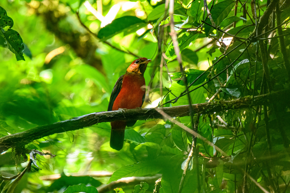 Black-necked red cotinga - female, Caquetá, Colombia One day after finding the male of the species, we also found the female.<br />
<figure class="photo"><a href="https://www.jungledragon.com/image/144205/black-necked_red_cotinga_-_female_perched_caquet_colombia.html" title="Black-necked red cotinga - female perched, Caquet&aacute;, Colombia"><img src="https://s3.amazonaws.com/media.jungledragon.com/images/2/144205_thumb.jpg?AWSAccessKeyId=05GMT0V3GWVNE7GGM1R2&Expires=1767225610&Signature=71Hbd7pqogBqlb2x9z%2B4ZSNMdqM%3D" width="200" height="134" alt="Black-necked red cotinga - female perched, Caquet&aacute;, Colombia One day after finding the male of the species, we also found the female.<br />
https://www.jungledragon.com/image/144206/black-necked_red_cotinga_-_female_caquet_colombia.html<br />
Male:<br />
<br />
https://www.jungledragon.com/image/144073/black-necked_red_cotinga_caquet_colombia.html Amazon,Black-necked red cotinga,Caquet&aacute;,Colombia,Colombia 2022,Geotagged,Peregrinos,Phoenicircus nigricollis,South America,Winter,World" /></a></figure><br />
Male:<br />
<br />
<figure class="photo"><a href="https://www.jungledragon.com/image/144073/black-necked_red_cotinga_caquet_colombia.html" title="Black-necked red cotinga, Caquet&aacute;, Colombia"><img src="https://s3.amazonaws.com/media.jungledragon.com/images/2/144073_thumb.jpg?AWSAccessKeyId=05GMT0V3GWVNE7GGM1R2&Expires=1767225610&Signature=7GmfnqDEP7lxeArZ0X5ZHLZarNY%3D" width="200" height="134" alt="Black-necked red cotinga, Caquet&aacute;, Colombia And there it is, the crown jewel. The primary target bird of our Amazonian section of the trip. After 3 days of wading through dark muddy forests, it had crushed our hopes. Just as we concluded to end the session empty-handed once more and head back, it responded to our last desperate call with a brief open perch.<br />
<br />
This bird in theory has a large distribution, but in practise is rarely seen and photographed. This is the male of the species, notable for its bright feathers. So bright and stunning that it adds hunting pressure.<br />
https://www.jungledragon.com/image/144074/black-necked_red_cotinga_-_full_scene_caquet_colombia.html<br />
https://www.jungledragon.com/image/144075/black-necked_red_cotinga_-_frontal_caquet_colombia.html Amazon,Black-necked red cotinga,Caquet&aacute;,Colombia,Colombia 2022,Geotagged,Peregrinos,Phoenicircus nigricollis,South America,Winter,World" /></a></figure> Amazon,Black-necked red cotinga,Caquetá,Colombia,Colombia 2022,Geotagged,Peregrinos,Phoenicircus nigricollis,South America,Winter,World