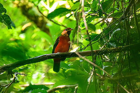 Black-necked red cotinga - female, Caquetá, Colombia One day after finding the male of the species, we also found the female.
https://www.jungledragon.com/image/144205/black-necked_red_cotinga_-_female_perched_caquet_colombia.html
Male:

https://www.jungledragon.com/image/144073/black-necked_red_cotinga_caquet_colombia.html Amazon,Black-necked red cotinga,Caquetá,Colombia,Colombia 2022,Geotagged,Peregrinos,Phoenicircus nigricollis,South America,Winter,World