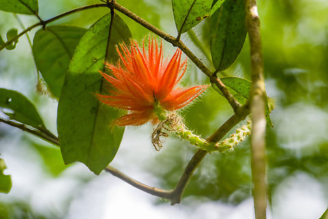 Gurania eriantha, Caquet&aacute;, Colombia  Amazon,Caquet&aacute;,Colombia,Colombia 2022,Geotagged,Gurania eriantha,Peregrinos,South America,Winter,World