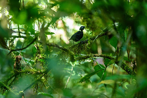 Antbird chick, Caquet&aacute;, Colombia A very cluttered scene, but I've never seen an antbird chick before so sharing it. Amazon,Caquet&aacute;,Colombia,Colombia 2022,Geotagged,Peregrinos,South America,Winter,World
