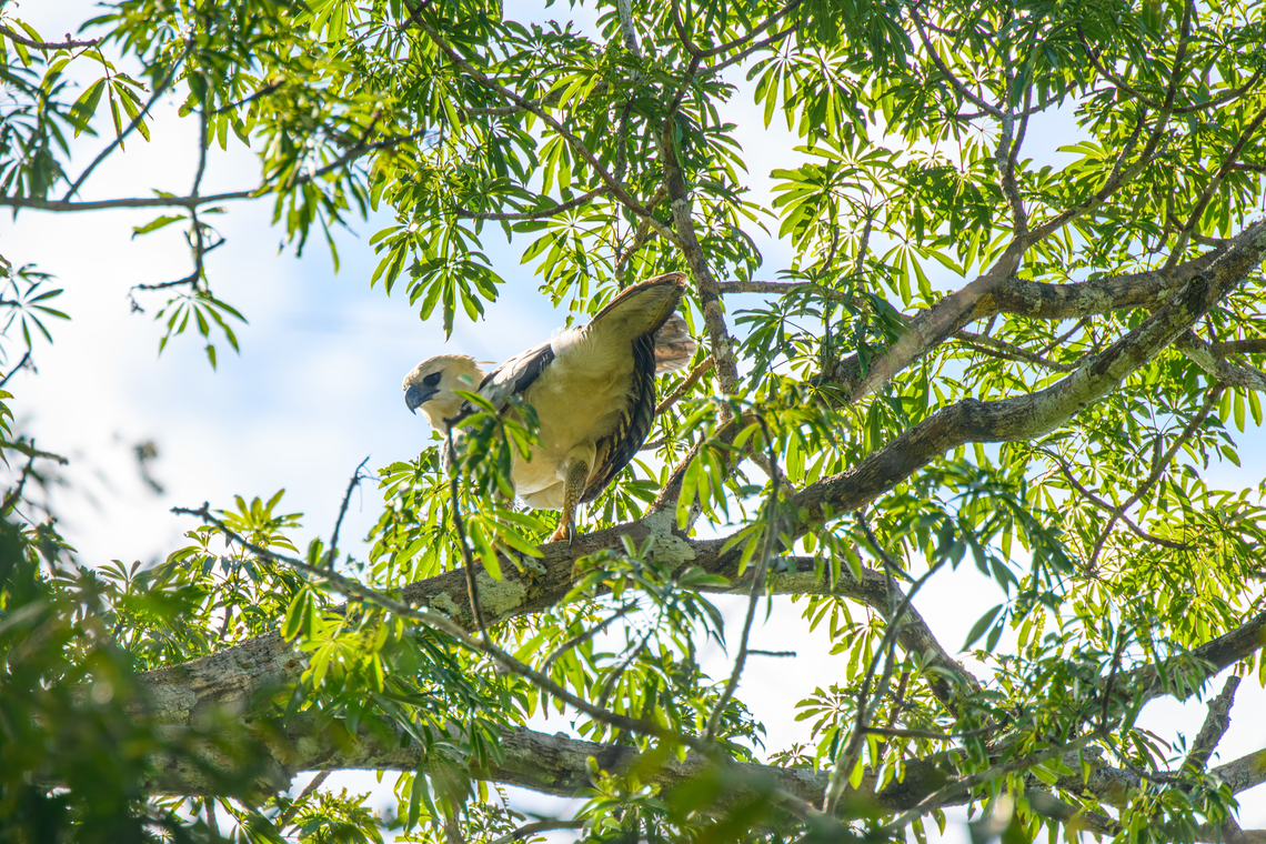 Harpy Eagle - back side, Caquet&aacute;, Colombia The lifer I would not expect to see in a lifetime. This was a fully spontaneous discovery, we were not even looking for it, nor is that really possible without stalking a known nest location. This seems to be a juvenile approximately 2 years old. To learn more about this incredible "God of Birds", check out the video:<br />
<section class="video"><iframe width="448" height="282" src="https://www.youtube-nocookie.com/embed/R1HAEGyk4Co?hd=1&autoplay=0&rel=0" frameborder="0" allowfullscreen></iframe></section><br />
<figure class="photo"><a href="https://www.jungledragon.com/image/144210/harpy_eagle_caquet_colombia.html" title="Harpy Eagle, Caquet&aacute;, Colombia"><img src="https://s3.amazonaws.com/media.jungledragon.com/images/2/144210_thumb.jpg?AWSAccessKeyId=05GMT0V3GWVNE7GGM1R2&Expires=1769040010&Signature=CHuJntCchi%2B1HzWA0XHJe2hUyYI%3D" width="200" height="134" alt="Harpy Eagle, Caquet&aacute;, Colombia The lifer I would not expect to see in a lifetime. This was a fully spontaneous discovery, we were not even looking for it, nor is that really possible without stalking a known nest location. This seems to be a juvenile approximately 2 years old. To learn more about this incredible "God of Birds", check out the video:<br />
https://www.youtube.com/watch?v=R1HAEGyk4Co<br />
https://www.jungledragon.com/image/144211/harpy_eagle_caquet_colombia.html<br />
https://www.jungledragon.com/image/144209/harpy_eagle_-_back_side_caquet_colombia.html Amazon,Caquet&aacute;,Colombia,Colombia 2022,Geotagged,Harpia harpyja,Harpy Eagle,Peregrinos,South America,Winter,World" /></a></figure><br />
<figure class="photo"><a href="https://www.jungledragon.com/image/144211/harpy_eagle_caquet_colombia.html" title="Harpy Eagle, Caquet&aacute;, Colombia"><img src="https://s3.amazonaws.com/media.jungledragon.com/images/2/144211_thumb.jpg?AWSAccessKeyId=05GMT0V3GWVNE7GGM1R2&Expires=1769040010&Signature=u707noXxwXc9D5Eyt3qCKxmCLAw%3D" width="200" height="134" alt="Harpy Eagle, Caquet&aacute;, Colombia The lifer I would not expect to see in a lifetime. This was a fully spontaneous discovery, we were not even looking for it, nor is that really possible without stalking a known nest location. This seems to be a juvenile approximately 2 years old. To learn more about this incredible "God of Birds", check out the video:<br />
https://www.youtube.com/watch?v=R1HAEGyk4Co<br />
https://www.jungledragon.com/image/144211/harpy_eagle_caquet_colombia.html<br />
https://www.jungledragon.com/image/144209/harpy_eagle_-_back_side_caquet_colombia.html Amazon,Caquet&aacute;,Colombia,Colombia 2022,Geotagged,Harpia harpyja,Harpy Eagle,Peregrinos,South America,Winter,World" /></a></figure> Amazon,Caquet&aacute;,Colombia,Colombia 2022,Geotagged,Harpia harpyja,Harpy Eagle,Peregrinos,South America,Winter,World