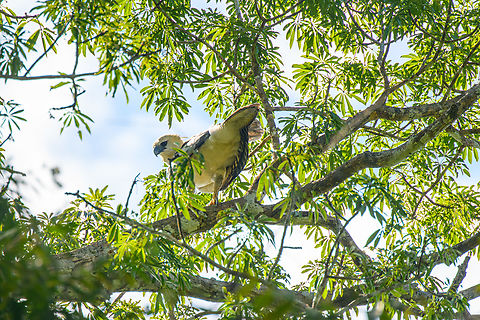 Harpy Eagle - back side, Caquetá, Colombia The lifer I would not expect to see in a lifetime. This was a fully spontaneous discovery, we were not even looking for it, nor is that really possible without stalking a known nest location. This seems to be a juvenile approximately 2 years old. To learn more about this incredible "God of Birds", check out the video:
https://www.youtube.com/watch?v=R1HAEGyk4Co
https://www.jungledragon.com/image/144210/harpy_eagle_caquet_colombia.html
https://www.jungledragon.com/image/144211/harpy_eagle_caquet_colombia.html Amazon,Caquetá,Colombia,Colombia 2022,Geotagged,Harpia harpyja,Harpy Eagle,Peregrinos,South America,Winter,World