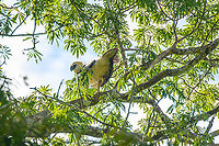 Harpy Eagle - back side, Caquetá, Colombia The lifer I would not expect to see in a lifetime. This was a fully spontaneous discovery, we were not even looking for it, nor is that really possible without stalking a known nest location. This seems to be a juvenile approximately 2 years old. To learn more about this incredible "God of Birds", check out the video:<br />
https://www.youtube.com/watch?v=R1HAEGyk4Co<br />
https://www.jungledragon.com/image/144210/harpy_eagle_caquet_colombia.html<br />
https://www.jungledragon.com/image/144211/harpy_eagle_caquet_colombia.html Amazon,Caquetá,Colombia,Colombia 2022,Geotagged,Harpia harpyja,Harpy Eagle,Peregrinos,South America,Winter,World