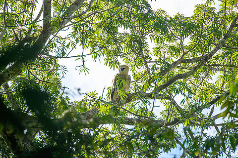 Harpy Eagle, Caquetá, Colombia The lifer I would not expect to see in a lifetime. This was a fully spontaneous discovery, we were not even looking for it, nor is that really possible without stalking a known nest location. This seems to be a juvenile approximately 2 years old. To learn more about this incredible "God of Birds", check out the video:
https://www.youtube.com/watch?v=R1HAEGyk4Co
https://www.jungledragon.com/image/144211/harpy_eagle_caquet_colombia.html
https://www.jungledragon.com/image/144209/harpy_eagle_-_back_side_caquet_colombia.html Amazon,Caquetá,Colombia,Colombia 2022,Geotagged,Harpia harpyja,Harpy Eagle,Peregrinos,South America,Winter,World