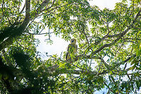 Harpy Eagle, Caquetá, Colombia The lifer I would not expect to see in a lifetime. This was a fully spontaneous discovery, we were not even looking for it, nor is that really possible without stalking a known nest location. This seems to be a juvenile approximately 2 years old. To learn more about this incredible "God of Birds", check out the video:<br />
https://www.youtube.com/watch?v=R1HAEGyk4Co<br />
https://www.jungledragon.com/image/144211/harpy_eagle_caquet_colombia.html<br />
https://www.jungledragon.com/image/144209/harpy_eagle_-_back_side_caquet_colombia.html Amazon,Caquetá,Colombia,Colombia 2022,Geotagged,Harpia harpyja,Harpy Eagle,Peregrinos,South America,Winter,World