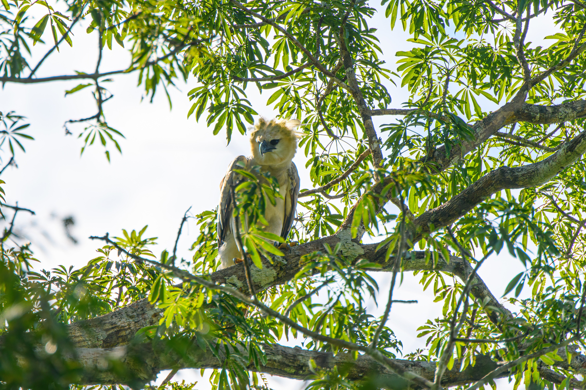 Harpy Eagle, Caquetá, Colombia The lifer I would not expect to see in a lifetime. This was a fully spontaneous discovery, we were not even looking for it, nor is that really possible without stalking a known nest location. This seems to be a juvenile approximately 2 years old. To learn more about this incredible &quot;God of Birds&quot;, check out the video:<br />
<section class="video"><iframe width="448" height="282" src="https://www.youtube-nocookie.com/embed/R1HAEGyk4Co?hd=1&autoplay=0&rel=0" frameborder="0" allowfullscreen></iframe></section><br />
<figure class="photo"><a href="https://www.jungledragon.com/image/144211/harpy_eagle_caquet_colombia.html" title="Harpy Eagle, Caquet&aacute;, Colombia"><img src="https://s3.amazonaws.com/media.jungledragon.com/images/2/144211_thumb.jpg?AWSAccessKeyId=05GMT0V3GWVNE7GGM1R2&Expires=1759968010&Signature=r9wFLWkkyijCqxt%2BPE6o3U3Ea14%3D" width="200" height="134" alt="Harpy Eagle, Caquet&aacute;, Colombia The lifer I would not expect to see in a lifetime. This was a fully spontaneous discovery, we were not even looking for it, nor is that really possible without stalking a known nest location. This seems to be a juvenile approximately 2 years old. To learn more about this incredible &quot;God of Birds&quot;, check out the video:<br />
https://www.youtube.com/watch?v=R1HAEGyk4Co<br />
https://www.jungledragon.com/image/144211/harpy_eagle_caquet_colombia.html<br />
https://www.jungledragon.com/image/144209/harpy_eagle_-_back_side_caquet_colombia.html Amazon,Caquet&aacute;,Colombia,Colombia 2022,Geotagged,Harpia harpyja,Harpy Eagle,Peregrinos,South America,Winter,World" /></a></figure><br />
<figure class="photo"><a href="https://www.jungledragon.com/image/144209/harpy_eagle_-_back_side_caquet_colombia.html" title="Harpy Eagle - back side, Caquet&aacute;, Colombia"><img src="https://s3.amazonaws.com/media.jungledragon.com/images/2/144209_thumb.jpg?AWSAccessKeyId=05GMT0V3GWVNE7GGM1R2&Expires=1759968010&Signature=AuFSme7QGJTvUJEWn2tGHStY5Cs%3D" width="200" height="134" alt="Harpy Eagle - back side, Caquet&aacute;, Colombia The lifer I would not expect to see in a lifetime. This was a fully spontaneous discovery, we were not even looking for it, nor is that really possible without stalking a known nest location. This seems to be a juvenile approximately 2 years old. To learn more about this incredible &quot;God of Birds&quot;, check out the video:<br />
https://www.youtube.com/watch?v=R1HAEGyk4Co<br />
https://www.jungledragon.com/image/144210/harpy_eagle_caquet_colombia.html<br />
https://www.jungledragon.com/image/144211/harpy_eagle_caquet_colombia.html Amazon,Caquet&aacute;,Colombia,Colombia 2022,Geotagged,Harpia harpyja,Harpy Eagle,Peregrinos,South America,Winter,World" /></a></figure> Amazon,Caquetá,Colombia,Colombia 2022,Geotagged,Harpia harpyja,Harpy Eagle,Peregrinos,South America,Winter,World
