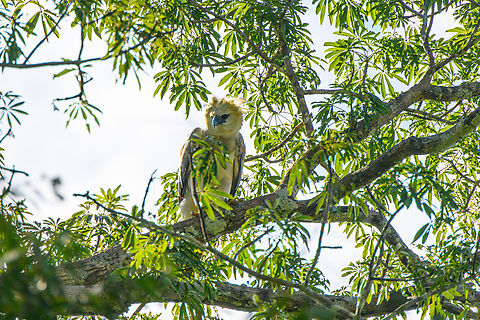 Harpy Eagle, Caquet&aacute;, Colombia The lifer I would not expect to see in a lifetime. This was a fully spontaneous discovery, we were not even looking for it, nor is that really possible without stalking a known nest location. This seems to be a juvenile approximately 2 years old. To learn more about this incredible "God of Birds", check out the video:
https://www.youtube.com/watch?v=R1HAEGyk4Co
https://www.jungledragon.com/image/144211/harpy_eagle_caquet_colombia.html
https://www.jungledragon.com/image/144209/harpy_eagle_-_back_side_caquet_colombia.html Amazon,Caquet&aacute;,Colombia,Colombia 2022,Geotagged,Harpia harpyja,Harpy Eagle,Peregrinos,South America,Winter,World