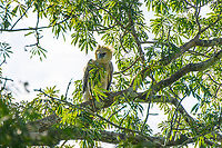 Harpy Eagle, Caquetá, Colombia The lifer I would not expect to see in a lifetime. This was a fully spontaneous discovery, we were not even looking for it, nor is that really possible without stalking a known nest location. This seems to be a juvenile approximately 2 years old. To learn more about this incredible "God of Birds", check out the video:<br />
https://www.youtube.com/watch?v=R1HAEGyk4Co<br />
https://www.jungledragon.com/image/144211/harpy_eagle_caquet_colombia.html<br />
https://www.jungledragon.com/image/144209/harpy_eagle_-_back_side_caquet_colombia.html Amazon,Caquetá,Colombia,Colombia 2022,Geotagged,Harpia harpyja,Harpy Eagle,Peregrinos,South America,Winter,World