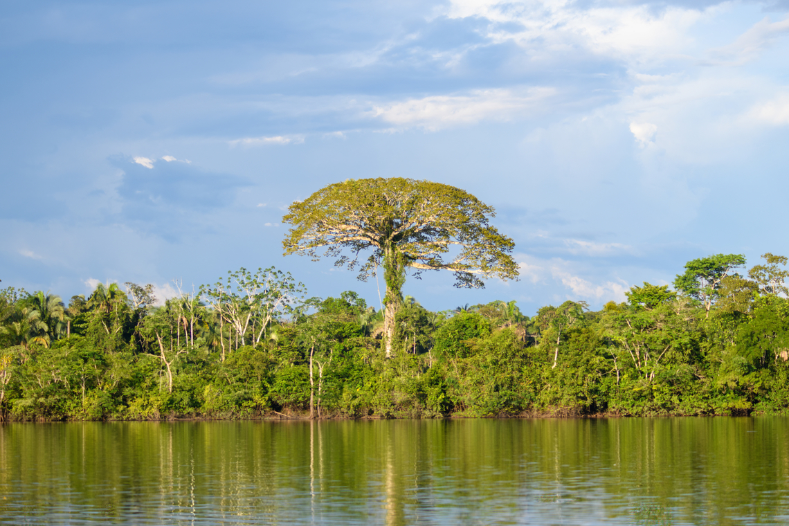 Amazon Giant, Caquet&aacute;, Colombia Could be a Brazilian Nut Tree, but probably not. Amazon,Caquet&aacute;,Colombia,Colombia 2022,Geotagged,Peregrinos,South America,Winter,World