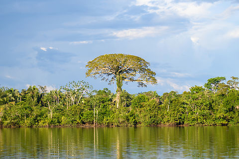 Amazon Giant, Caquetá, Colombia Could be a Brazilian Nut Tree, but probably not. Amazon,Caquetá,Colombia,Colombia 2022,Geotagged,Peregrinos,South America,Winter,World