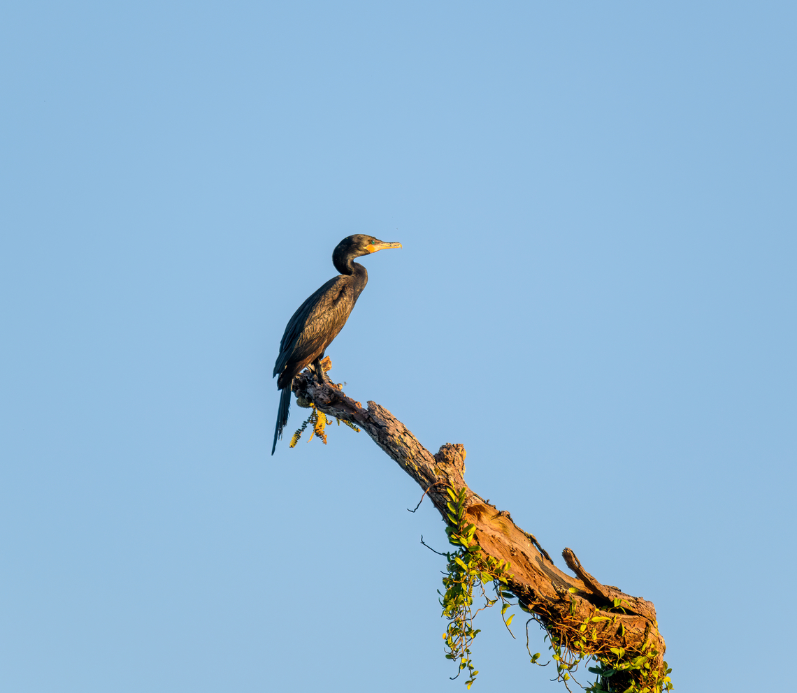 Neotropic cormorant, Caquetá, Colombia  Amazon,Caquetá,Colombia,Colombia 2022,Geotagged,Neotropic cormorant,Peregrinos,Phalacrocorax brasilianus,South America,Winter,World