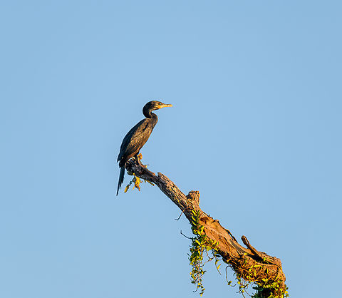 Neotropic cormorant, Caquet&aacute;, Colombia  Amazon,Caquet&aacute;,Colombia,Colombia 2022,Geotagged,Neotropic cormorant,Peregrinos,Phalacrocorax brasilianus,South America,Winter,World