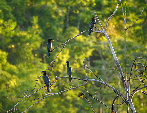 Neotropic cormorants, Caquetá, Colombia  Amazon,Caquetá,Colombia,Colombia 2022,Geotagged,Neotropic cormorant,Peregrinos,Phalacrocorax brasilianus,South America,Winter,World