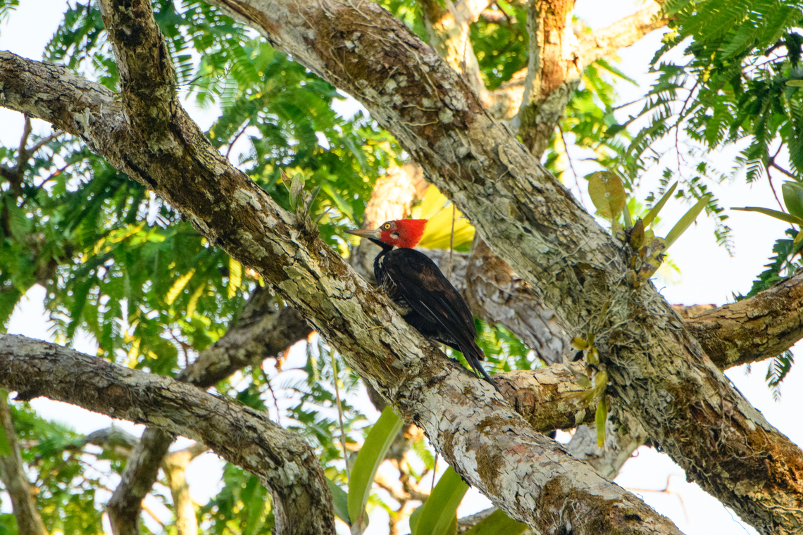 Crimson-crested woodpecker at sunset, Caquetá,Colombia  Amazon,Campephilus melanoleucos,Caquetá,Colombia,Colombia 2022,Crimson-crested woodpecker,Geotagged,Peregrinos,South America,Winter,World