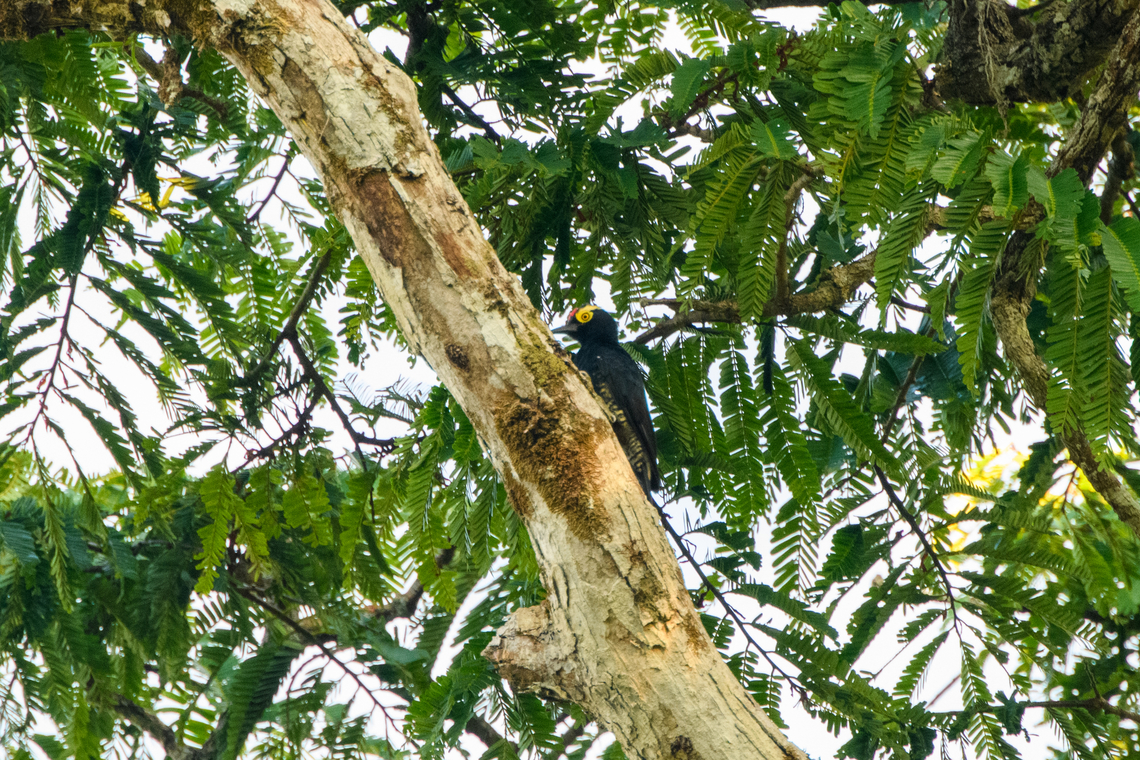 Yellow-tufted woodpecker, Caquet&aacute;, Colombia  Amazon,Caquet&aacute;,Colombia,Colombia 2022,Geotagged,Melanerpes cruentatus,Peregrinos,South America,Winter,World,Yellow-tufted woodpecker