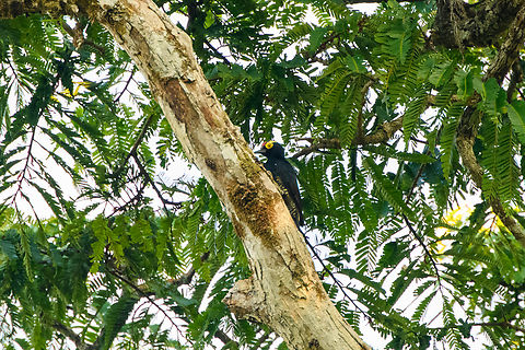 Yellow-tufted woodpecker, Caquet&aacute;, Colombia  Amazon,Caquet&aacute;,Colombia,Colombia 2022,Geotagged,Melanerpes cruentatus,Peregrinos,South America,Winter,World,Yellow-tufted woodpecker