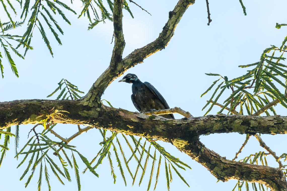 Bare-necked fruitcrow, Caquetá, Colombia Such a weird species. Amazon,Bare-necked fruitcrow,Caquetá,Colombia,Colombia 2022,Geotagged,Gymnoderus foetidus,Peregrinos,South America,Winter,World