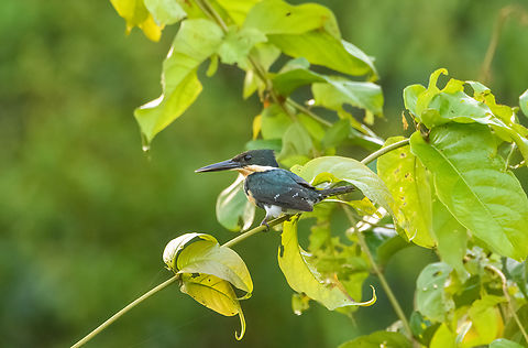 Amazon Kingfisher, Caquetá, Colombia This is the female. Amazon,Amazon Kingfisher,Caquetá,Chloroceryle amazona,Colombia,Colombia 2022,Geotagged,Peregrinos,South America,Winter,World