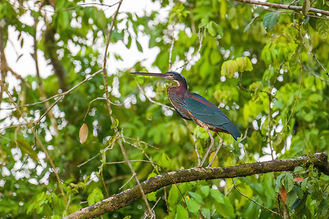 Agami Heron - sunset, Caquet&aacute;, Colombia Second open perch of the day. Agami Heron,Agamia agami,Amazon,Caquet&aacute;,Colombia,Colombia 2022,Geotagged,Peregrinos,South America,Winter,World