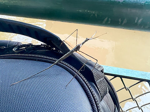 Water scorpion (Ranatra sp.), Caquet&aacute;,Colombia Last photo of the amazon section of our trip. Colombia,Colombia 2022,Geotagged,Peregrinos,South America,Winter,World