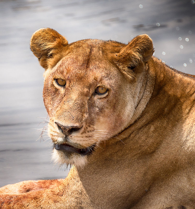 Lioness portrait near water stream, Serengeti Portrait of a lioness that just fed on a Warthog, and is now cooling down near a small stream of water. Captured in Central Serengeti. <br />
<br />
On a technical note, this image is a good demo of what a camera like the D800 can do. This crop is only 10% of the original image, yet still has tons of detail. This kind of extreme cropping is possible due to the many pixels, yet only works when the original is really sharp. Even the tiniest movement would not allow one to crop this way. Africa,Lion,Panthera leo,Serengeti Central,Serengeti National Park,Serengeti area,Tanzania