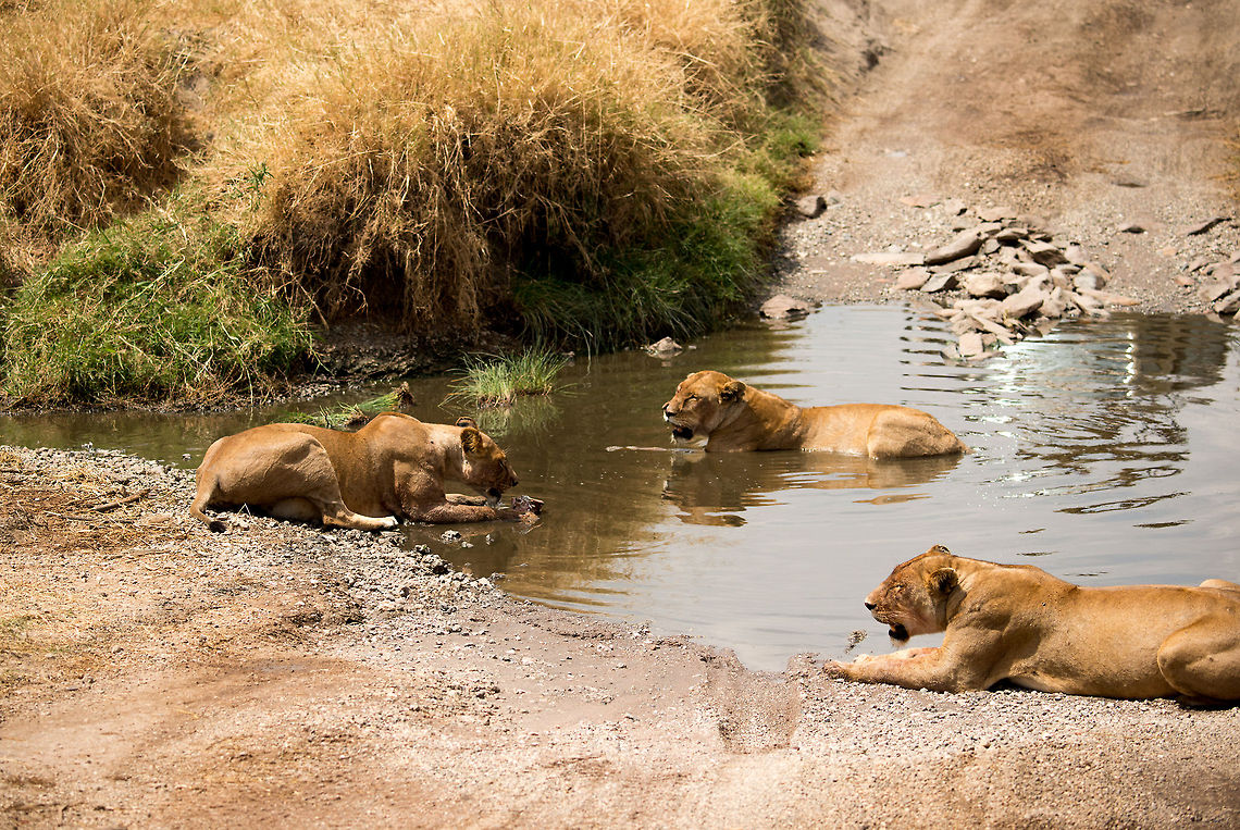 Share, share, it's only fair... The Lioness on the left is feeding on a Warthog head, yet refuses to share with her sisters. They&#039;re trying every strategy in the book to get a piece, but each attempt is met with great aggression.  Africa,Lion,Panthera leo,Serengeti Central,Serengeti National Park,Serengeti area,Tanzania