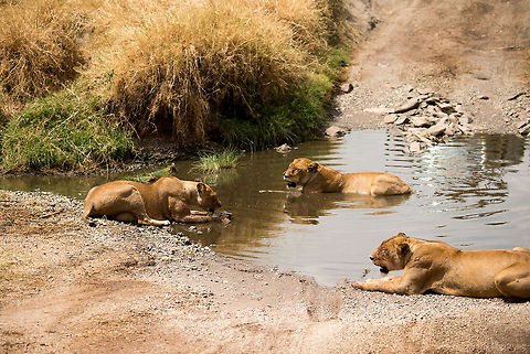 Share, share, it's only fair... The Lioness on the left is feeding on a Warthog head, yet refuses to share with her sisters. They're trying every strategy in the book to get a piece, but each attempt is met with great aggression.  Africa,Lion,Panthera leo,Serengeti Central,Serengeti National Park,Serengeti area,Tanzania