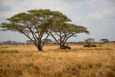 African Bush Elephants and Acacia trees in Central Serengeti, Tanzania A classic Africa scene if you ask me. Africa,African bush elephant,Loxodonta africana,Serengeti Central,Serengeti National Park,Serengeti area,Tanzania