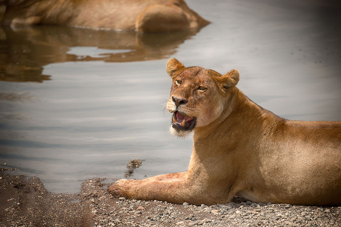 Lioness cooling down in Serengeti  Africa,Lion,Panthera leo,Serengeti Central,Serengeti National Park,Serengeti area,Tanzania