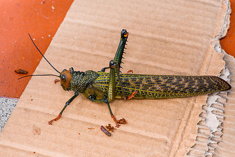 Tropidacris cristata - posed, Santa Cecilia, Colombia Found on the wall of our trucker motel in west Colombia. This species is huge, about the size of an adult human hand.
https://www.jungledragon.com/image/144273/tropidacris_cristata_tatam_national_natural_park_colombia.html Colombia,Colombia 2022,Geotagged,Giant Red-winged Grasshopper,Santa Cecilia,South America,Summer,Tatamá National Natural Park,Tropidacris cristata,World