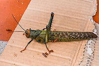 Tropidacris cristata - posed, Santa Cecilia, Colombia Found on the wall of our trucker motel in west Colombia. This species is huge, about the size of an adult human hand.<br />
https://www.jungledragon.com/image/144273/tropidacris_cristata_tatam_national_natural_park_colombia.html Colombia,Colombia 2022,Geotagged,Giant Red-winged Grasshopper,Santa Cecilia,South America,Summer,Tatamá National Natural Park,Tropidacris cristata,World