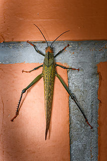 Tropidacris cristata, Santa Cecilia, Colombia Found on the wall of our trucker motel in west Colombia. This species is huge, about the size of an adult human hand.
https://www.jungledragon.com/image/144272/tropidacris_cristata_-_posed_tatam_national_natural_park_colombia.html Colombia,Colombia 2022,Geotagged,Giant Red-winged Grasshopper,Santa Cecilia,South America,Summer,Tatamá National Natural Park,Tropidacris cristata,World