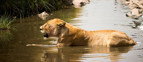 Big Cat goes sub marine This is something you don't see often, a Lion voluntarily sub merging itself into water. This lioness was overheated from feeding on a kill at the hottest time of day in the Serengeti. Africa,Lion,Panthera leo,Serengeti Central,Serengeti National Park,Serengeti area,Tanzania