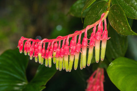 Psammisia ferruginea, Santa Cecilia, Colombia https://www.jungledragon.com/image/144314/psammisia_ferruginea_-_closeup_tatam_national_natural_park_colombia.html Colombia,Colombia 2022,Geotagged,Psammisia ferruginea,Santa Cecilia,South America,Summer,Tatam&aacute; National Natural Park,World