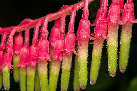 Psammisia ferruginea - closeup, Santa Cecilia, Colombia https://www.jungledragon.com/image/144313/psammisia_ferruginea_tatam_national_natural_park_colombia.html Colombia,Colombia 2022,Geotagged,Psammisia ferruginea,Santa Cecilia,South America,Summer,Tatamá National Natural Park,World