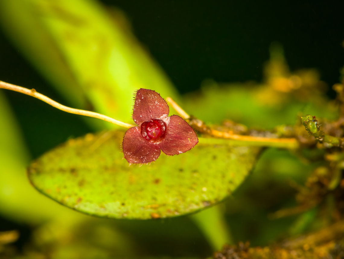 Stelis sp., Santa Cecilia, Colombia  Colombia,Colombia 2022,Geotagged,Santa Cecilia,Silvery stelis,South America,Stelis argentata,Summer,Tatamá National Natural Park,World