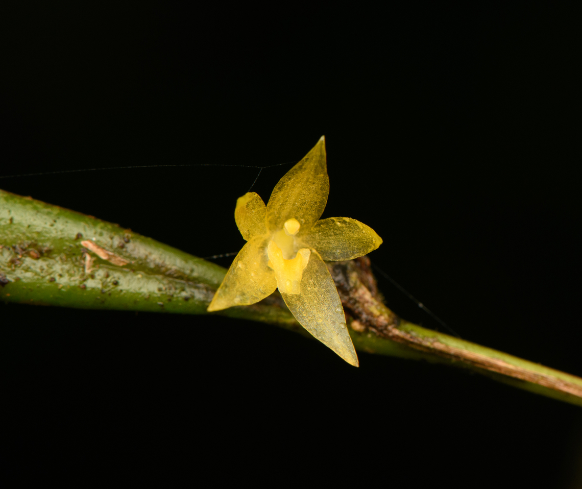 Octomeria sp. - flower, Santa Cecilia, Colombia <figure class="photo"><a href="https://www.jungledragon.com/image/144439/pleurothallis_sp._santa_cecilia_colombia.html" title="Pleurothallis sp., Santa Cecilia, Colombia"><img src="https://s3.amazonaws.com/media.jungledragon.com/images/2/144439_thumb.jpg?AWSAccessKeyId=05GMT0V3GWVNE7GGM1R2&Expires=1759968010&Signature=36mUAYcQzQqZcn2GRuZLsnrrBx8%3D" width="200" height="128" alt="Pleurothallis sp., Santa Cecilia, Colombia https://www.jungledragon.com/image/144438/pleurothallis_sp._-_flower_tatam_national_natural_park_colombia.html Colombia,Colombia 2022,Geotagged,Santa Cecilia,South America,Summer,Tatam&aacute; National Natural Park,World" /></a></figure> Colombia,Colombia 2022,Geotagged,Santa Cecilia,South America,Summer,Tatamá National Natural Park,World