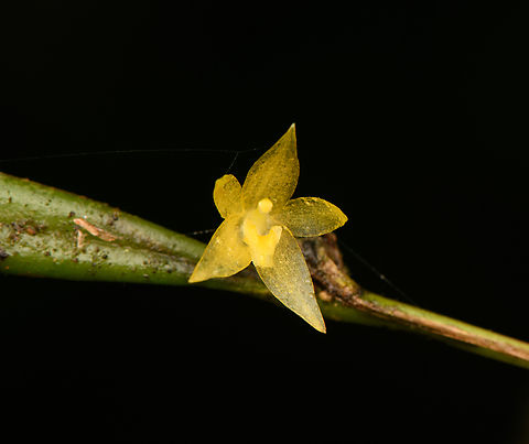 Octomeria sp. - flower, Santa Cecilia, Colombia https://www.jungledragon.com/image/144439/pleurothallis_sp._tatam_national_natural_park_colombia.html Colombia,Colombia 2022,Geotagged,Santa Cecilia,South America,Summer,Tatam&aacute; National Natural Park,World