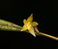 Octomeria sp. - flower, Santa Cecilia, Colombia https://www.jungledragon.com/image/144439/pleurothallis_sp._tatam_national_natural_park_colombia.html Colombia,Colombia 2022,Geotagged,Santa Cecilia,South America,Summer,Tatam&aacute; National Natural Park,World