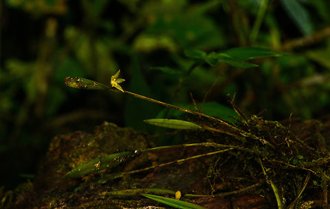 Pleurothallis sp., Santa Cecilia, Colombia https://www.jungledragon.com/image/144438/pleurothallis_sp._-_flower_tatam_national_natural_park_colombia.html Colombia,Colombia 2022,Geotagged,Santa Cecilia,South America,Summer,Tatam&aacute; National Natural Park,World