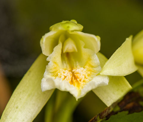 Sobralia sp. - flower, Santa Cecilia, Colombia https://www.jungledragon.com/image/144441/vanilla_sp._santa_cecilia_colombia.html Colombia,Colombia 2022,Geotagged,Santa Cecilia,South America,Summer,Tatam&aacute; National Natural Park,World