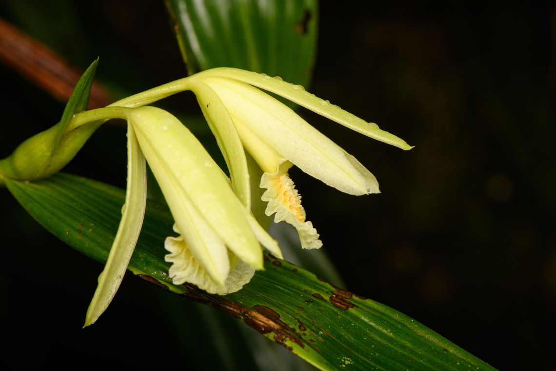 Sobralia sp., Santa Cecilia, Colombia <figure class="photo"><a href="https://www.jungledragon.com/image/144440/sobralia_sp._-_flower_santa_cecilia_colombia.html" title="Sobralia sp. - flower, Santa Cecilia, Colombia"><img src="https://s3.amazonaws.com/media.jungledragon.com/images/2/144440_thumb.jpg?AWSAccessKeyId=05GMT0V3GWVNE7GGM1R2&Expires=1759968010&Signature=DJh2eitlxVXuOdWLtZaPHCors%2F0%3D" width="200" height="172" alt="Sobralia sp. - flower, Santa Cecilia, Colombia https://www.jungledragon.com/image/144441/vanilla_sp._santa_cecilia_colombia.html Colombia,Colombia 2022,Geotagged,Santa Cecilia,South America,Summer,Tatam&aacute; National Natural Park,World" /></a></figure> Colombia,Colombia 2022,Geotagged,Santa Cecilia,South America,Summer,Tatamá National Natural Park,World